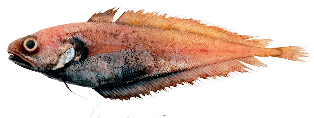 Gadella maraldi_05556